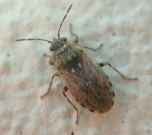 Réf. 220 633 : Platyplax inermis